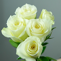 5 белых роз под ленту