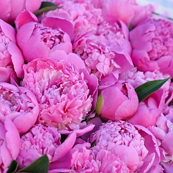25 розовых пионов в упаковке (Россия)