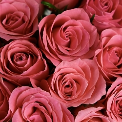 15 розовых роз 35-40см (Кения)