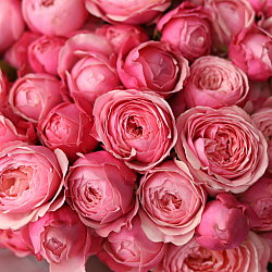 25 малиновых кустовых роз в упаковке (Россия)