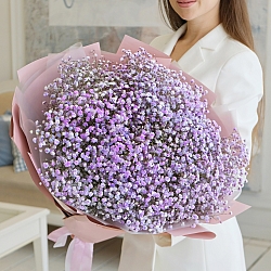 15 фиолетовых гипсофил в упаковке