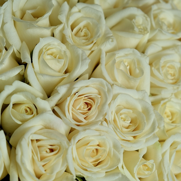 75 белых роз 35-40см в упаковке (Россия)