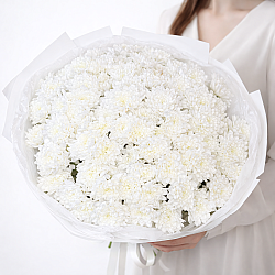 25 белых кустовых хризантем в упаковке