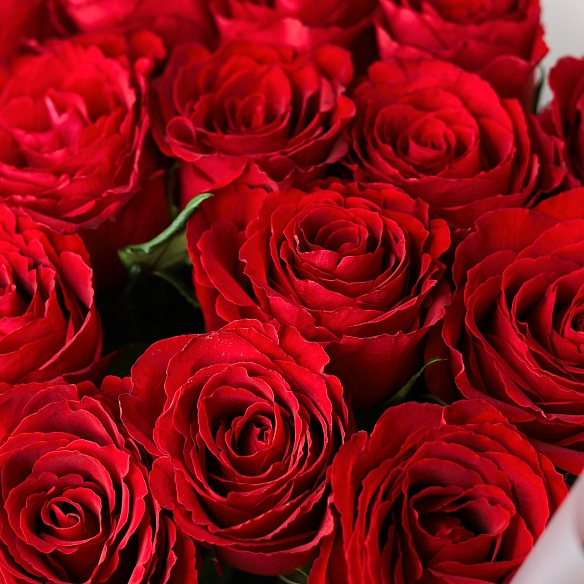 9 красных роз 70см в упаковке (Кения)