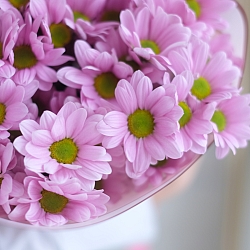 9 розовых кустовых хризантем в упаковке