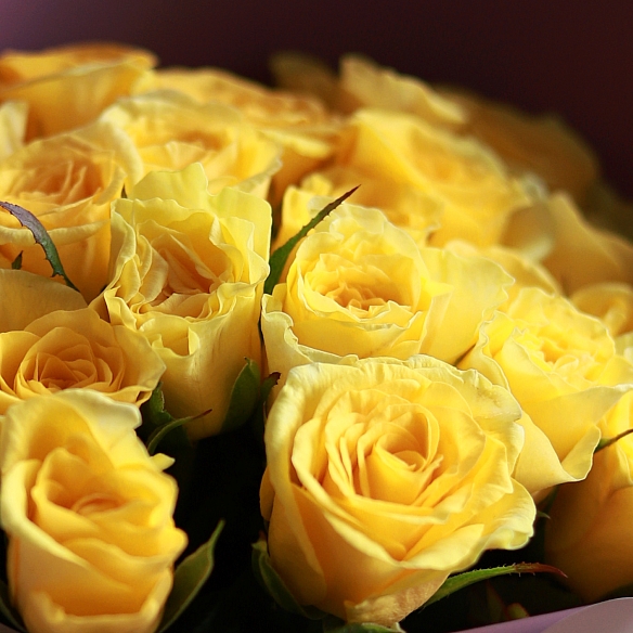 25 желтых роз в упаковке 35 см (Россия)