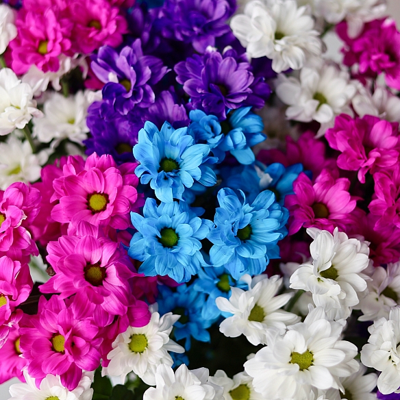 25 кустовых хризантем микс в упаковке