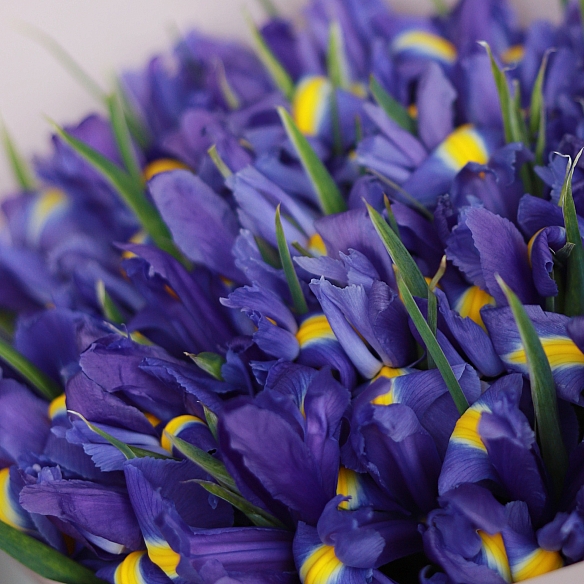 35 ирисов в упаковке