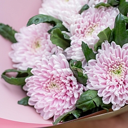 7 розовых одноголовых хризантем в упаковке