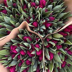 Охапка темно-розовых тюльпанов (50шт)