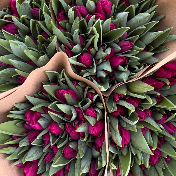 Охапка темно-розовых тюльпанов (50шт)