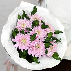 7 розовых одноголовых хризантем в упаковке