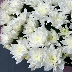 25 белых кустовых хризантем в упаковке