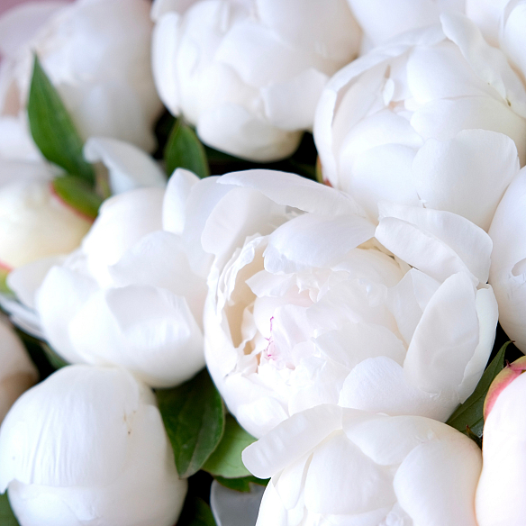 9 белых пионов в упаковке (Россия)