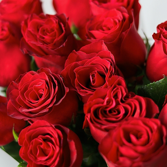 15 красных роз 70см в упаковке (Кения)