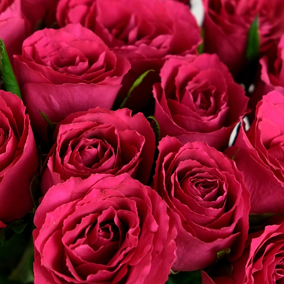 15 малиновых роз 35-40см (Кения)