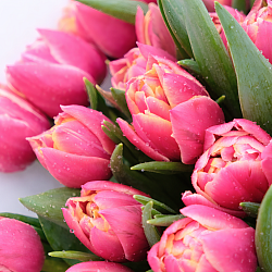 15 розовых пионовидных тюльпанов в упаковке (Россия)