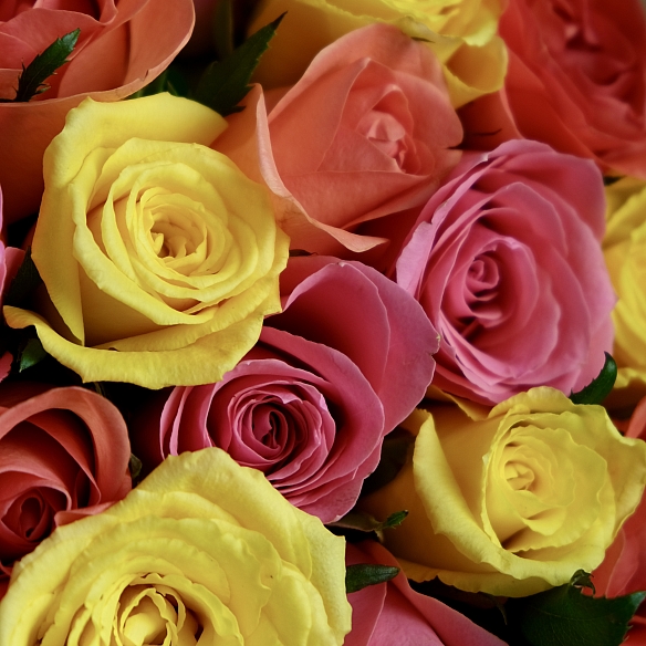 15 роз яркий микс 35-40см в упаковке (Кения)