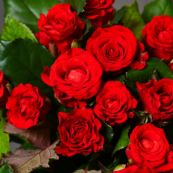 15 красных роз 35-40см (Россия)