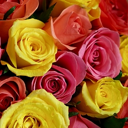 15 роз оранжевый микс 35-40см в упаковке (Кения)