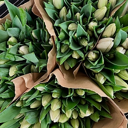 Охапка белых тюльпанов (50шт)