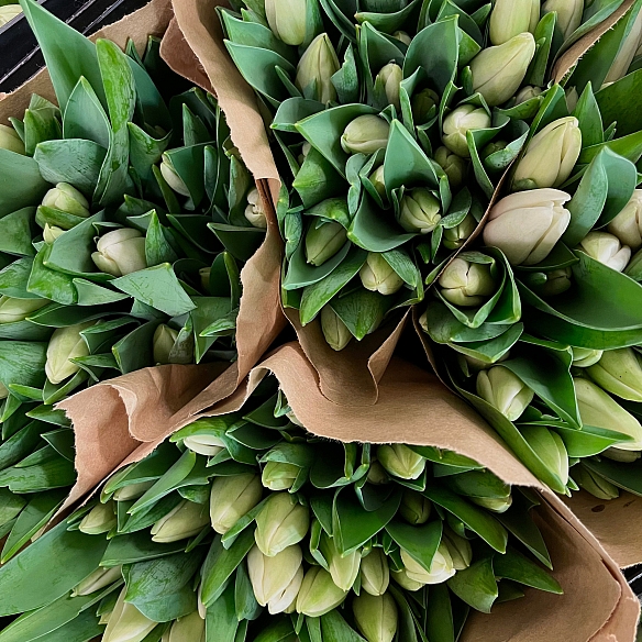 Охапка белых тюльпанов (50шт)