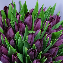 25 фиолетовых тюльпанов в упаковке