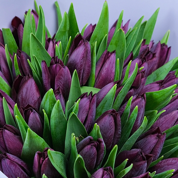 25 фиолетовых тюльпанов в упаковке