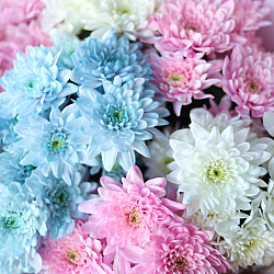 7 кустовых хризантем микс в упаковке