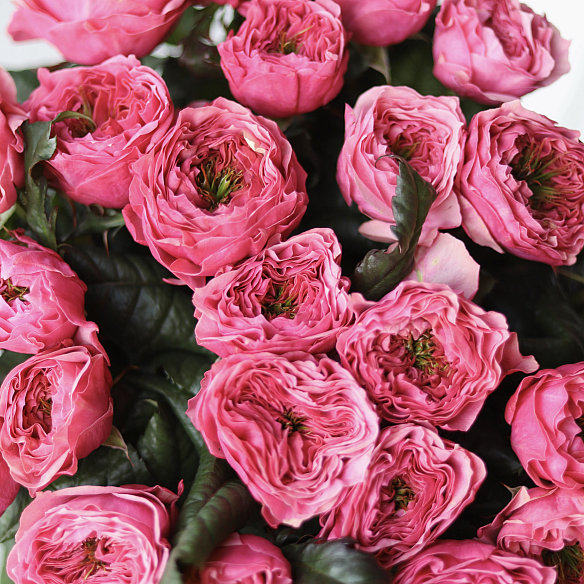 15 малиновых пионовидных роз 70см (Россия)