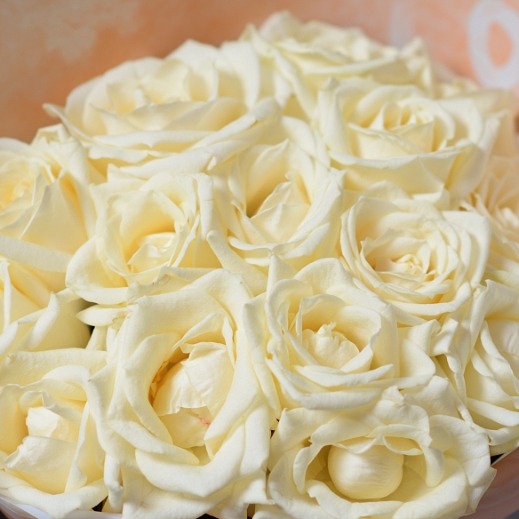 15 белых роз 35 см в упаковке (Россия)
