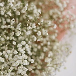 15 белых гипсофил в упаковке