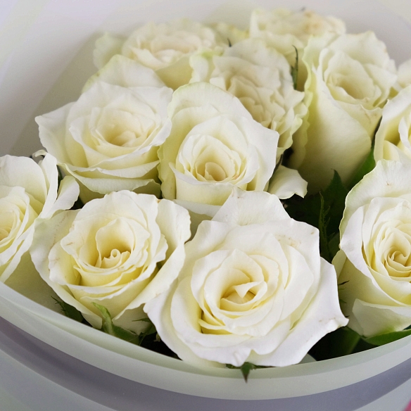11 белых роз 35-40см в упаковке (Кения)