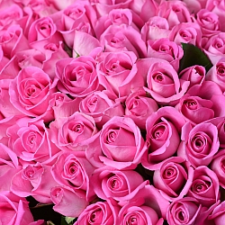 101 розовая роза 35-40см (Кения)
