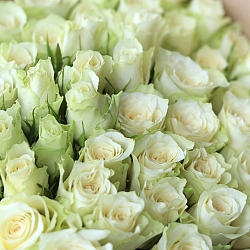 Охапка белых роз 35-40см в упаковке (Кения)