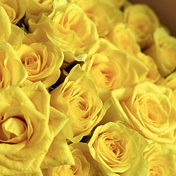 35 желтых роз 35-40см в упаковке (Россия)
