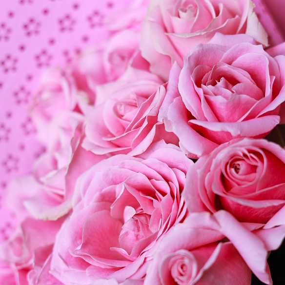 15 нежно-розовых роз 35-40см в упаковке (Россия)