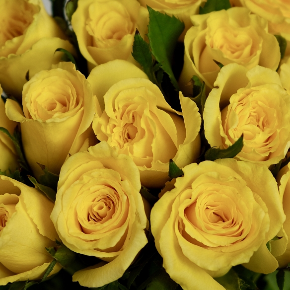 15 желтых роз 35-40см в упаковке (Кения)