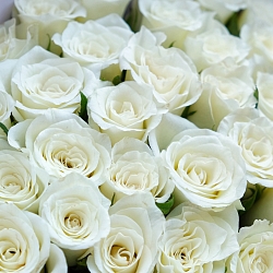 51 белая роза 35-40см в упаковке (Кения)