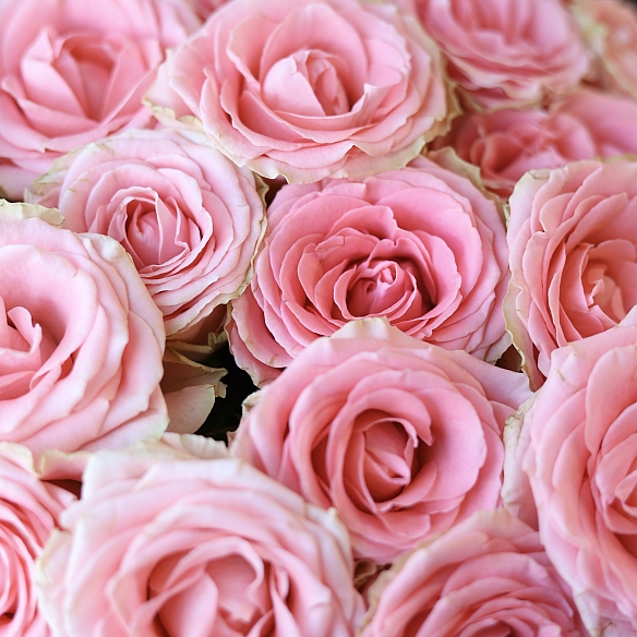 Охапка розовых роз 50см (Россия)