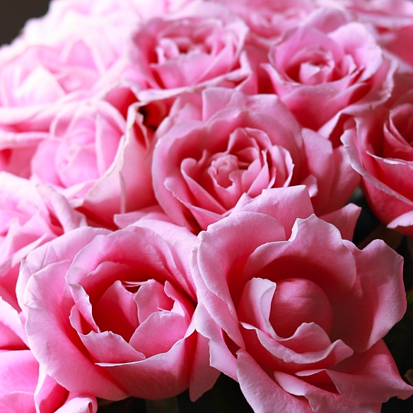 25 нежно-розовых роз 35-40см (Россия)