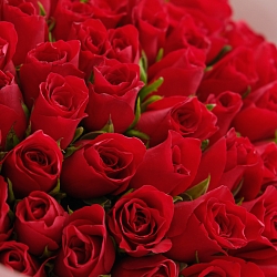 101 красная роза 35-40см в упаковке (Кения)