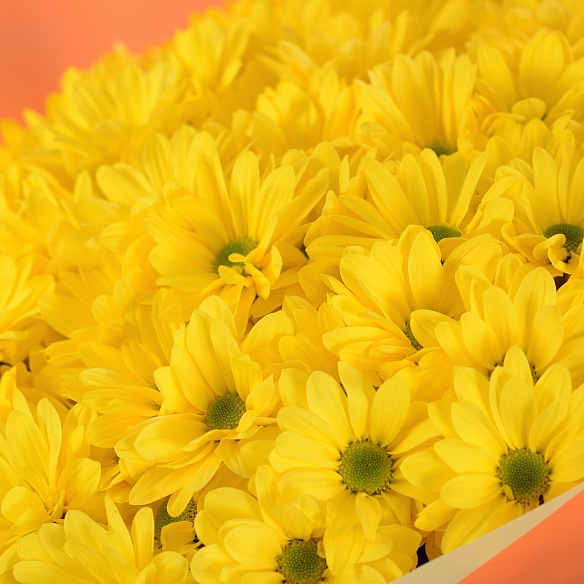15 желтых кустовых хризантем в упаковке