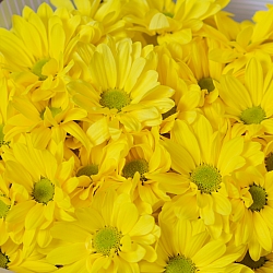 5 желтых кустовых хризантем в упаковке