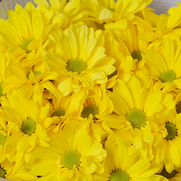 5 желтых кустовых хризантем в упаковке