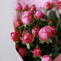 5 кустовых роз Леди Бомбастик в упаковке (Голландия)