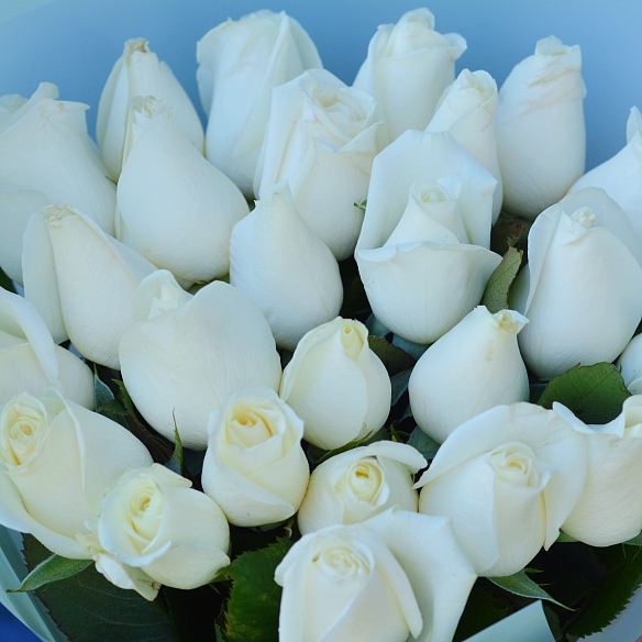 25 белых роз 35-40см в упаковке (Россия)