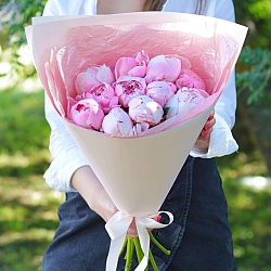 11 розовых пионов Сара Бернар в упаковке (Голландия)