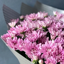 25 розовых кустовых хризантем в упаковке