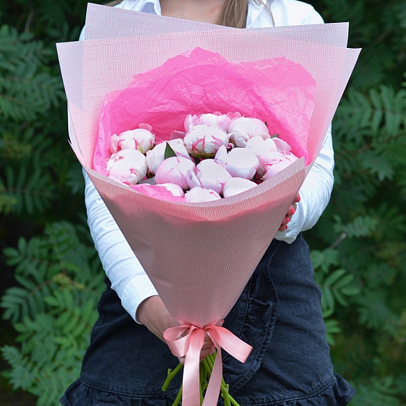 15 розовых пионов Сара Бернар в упаковке (Голландия)